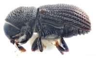 Scolytogenes onyanganus 14426