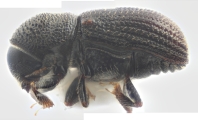 Scolytogenes onyanganus 14426