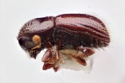 Scolytogenes pacificus 12267