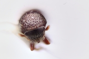 Scolytogenes pacificus 12267