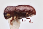 Scolytogenes papuanus 12268
