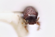 Scolytogenes papuanus 12268