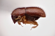 Scolytogenes pumilus 12269