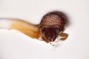 Scolytogenes pumilus 12269