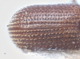 Scolytogenes quadridens 10443