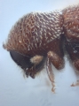Scolytogenes quadridens 10443