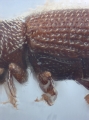 Scolytogenes quadridens 10443