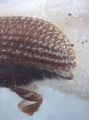 Scolytogenes quadridens 10443