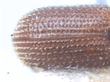 Scolytogenes quadridens 10443