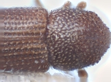 Scolytogenes quadridens 10443