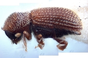 Scolytogenes quadridens 10443