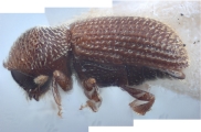 Scolytogenes quadridens 10443