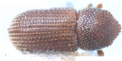 Scolytogenes quadridens 10443