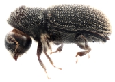 Scolytogenes rusticus 12272