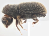 Scolytogenes rusticus 12272