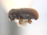 Scolytogenes rusticus 12467