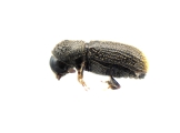 Scolytogenes rusticus 13689