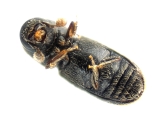 Scolytogenes rusticus 13689