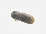 Scolytogenes rusticus 13689