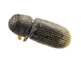 Scolytogenes rusticus 13689