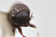 Scolytogenes setifer 12274
