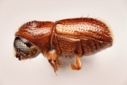 Scolytogenes sp1847_BigEyePNG 14857
