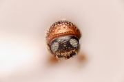 Scolytogenes sp1847_BigEyePNG 14857