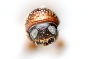 Scolytogenes sp1847_BigEyePNG 14857
