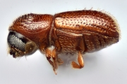 Scolytogenes sp1847_BigEyePNG 14857