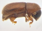 Scolytogenes sp2021_Tabernaemontana 13964