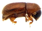 Scolytogenes sp2021_Tabernaemontana 13964