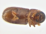 Scolytogenes sp2021_Tabernaemontana 13964