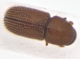 Scolytogenes sp2021_Tabernaemontana 13964