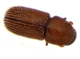 Scolytogenes sp2021_Tabernaemontana 13964