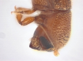 Scolytogenes sp2021_Tabernaemontana 14125