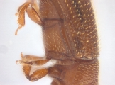 Scolytogenes sp2021_Tabernaemontana 14125