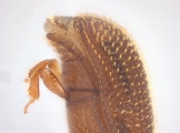 Scolytogenes sp2021_Tabernaemontana 14125