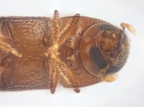 Scolytogenes sp2021_Tabernaemontana 14125