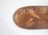 Scolytogenes sp2021_Tabernaemontana 14125