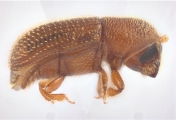 Scolytogenes sp2021_Tabernaemontana 14125