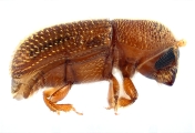 Scolytogenes sp2021_Tabernaemontana 14125