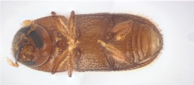 Scolytogenes sp2021_Tabernaemontana 14125