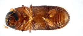 Scolytogenes sp2021_Tabernaemontana 14125