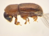 Scolytogenes sp2021_Tabernaemontana 14126