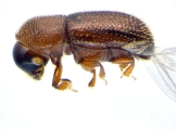 Scolytogenes sp2021_Tabernaemontana 14126