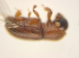 Scolytogenes sp2021_Tabernaemontana 14126