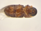 Scolytogenes sp2021_Tabernaemontana 14126