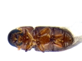 Scolytogenes sp2021_Tabernaemontana 14126