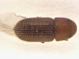 Scolytogenes sp2021_Tabernaemontana 14126