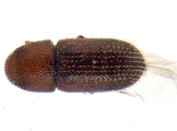 Scolytogenes sp2021_Tabernaemontana 14126